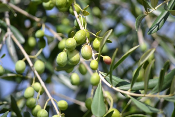 Olivos