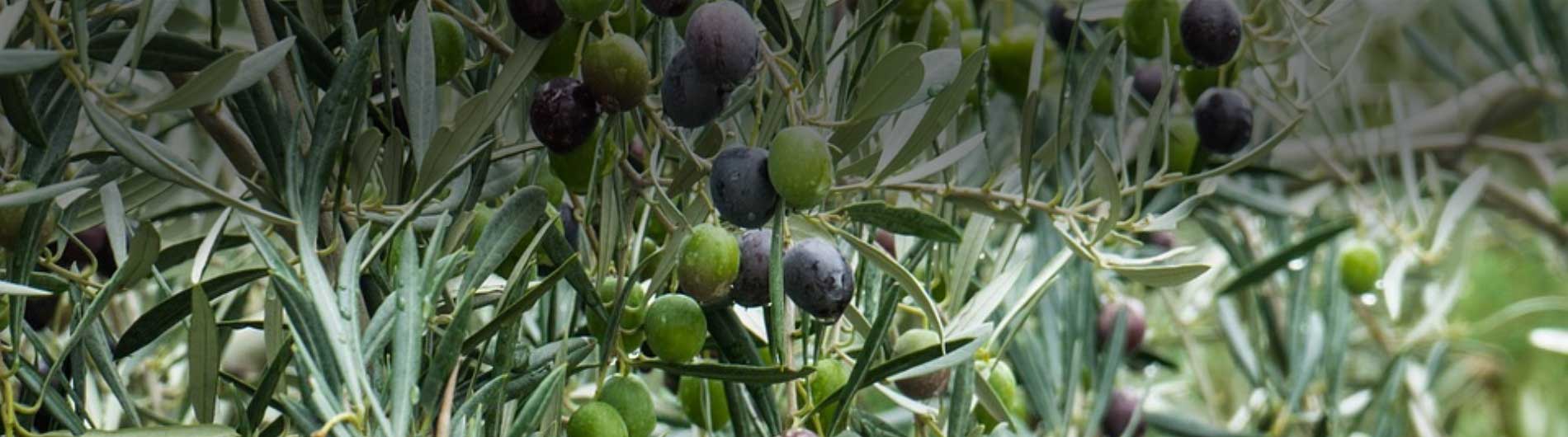 Mundo Sostenible Mundo Sostenible